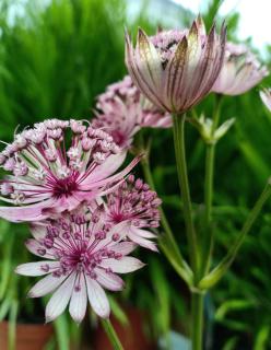 astrance en pot - astrantia