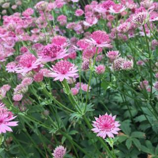 astrantia - astrance