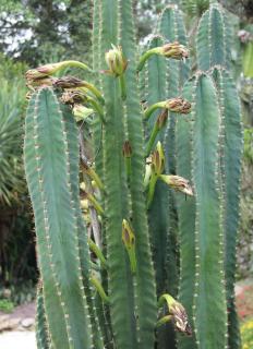 cactus cierge - cereus