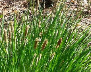 carex persistant