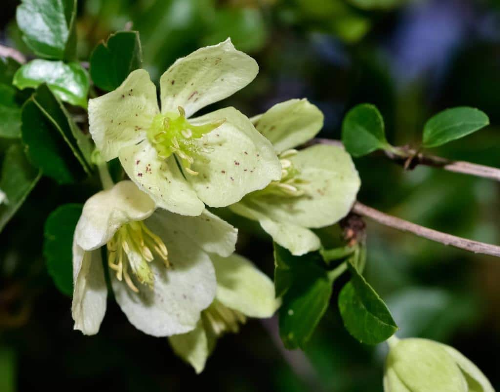 clematis cirrhosa - clématite de noel