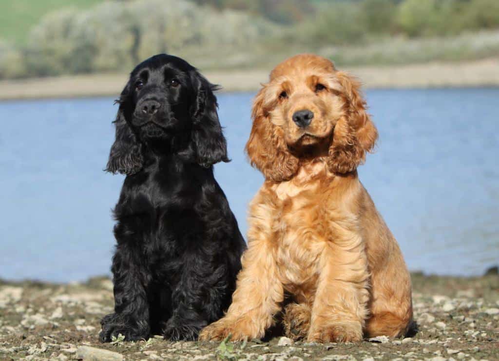 cocker spaniel anglais - cocker anglais