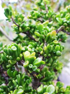 crassula ovata