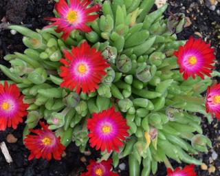 delosperma-cooperi