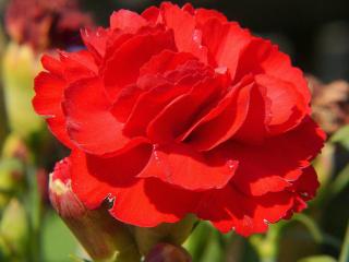 fleur massif rouge