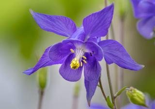 fleur massif violet violette
