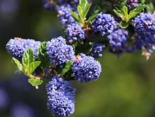 fleur pour masif bleu