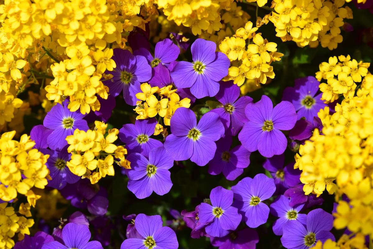 fleurs pour Massif coloré