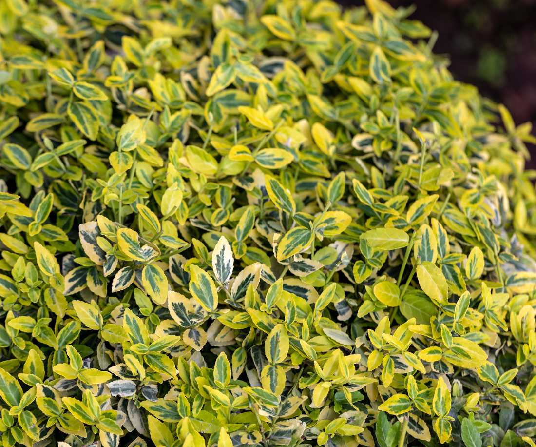 Fusain du Japon (Euonymus japonicus) : plantation, taille, entretien