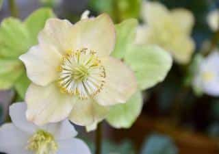 hellebore blanche blanc