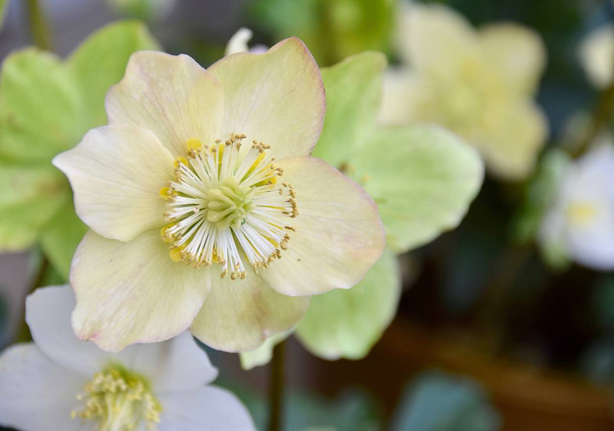 hellebore blanche blanc