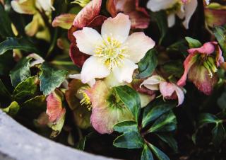 hellebore en pot