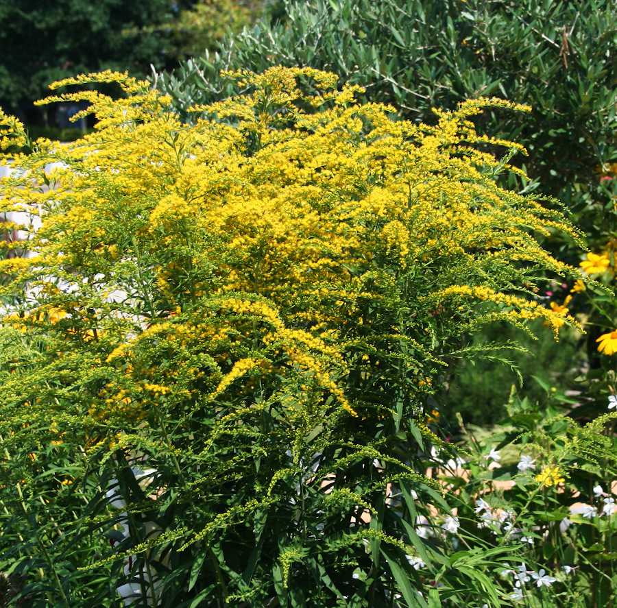 Des fleurs jaunes pour jardin ensoleillé : idées de massif