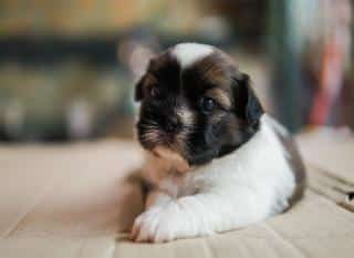 Lhassa apso chien du Tibet dynamique et affectueux