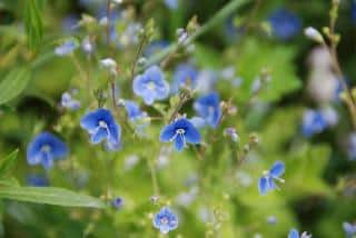 limonium latifolium