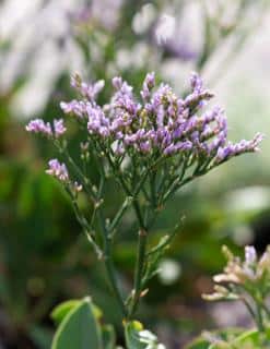 limonium - statice plantation