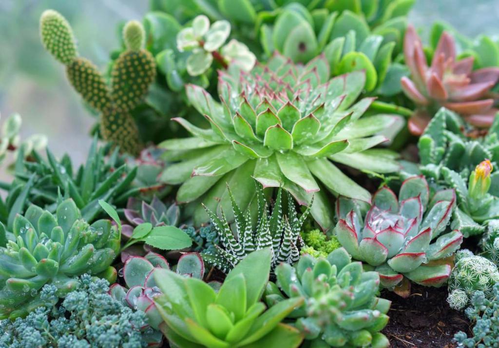 massif plante grasse succulente