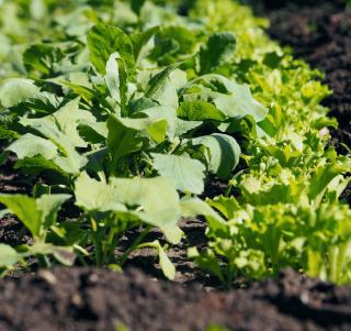 potager apres ete automne