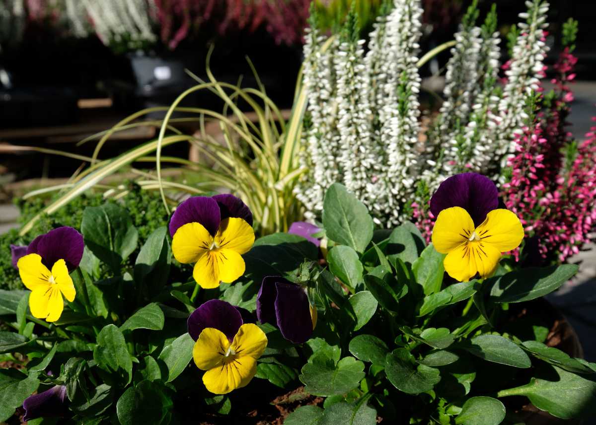 quelle fleur planter en hiver