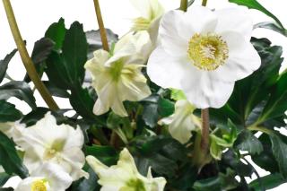 rose de noel - hellebore en pot