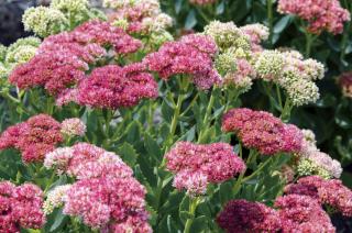 sedum orpin