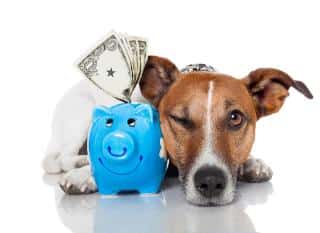 Comment soigner son chien avec un petit budget ?