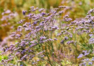 statice limonium entretien