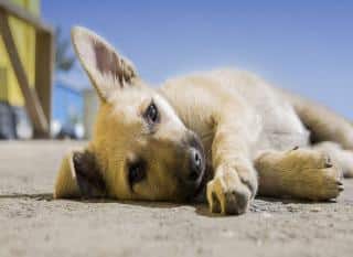 Torsion de l'estomac chez le chien, les facteurs de risque