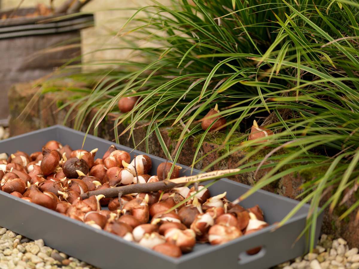 Plantation des tulipes : quand et comment les planter ?