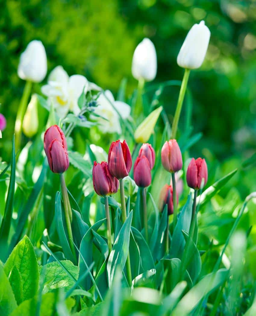 Planter des tulipes : que planter avec des tulipes ?