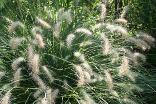 un jardin de graminee