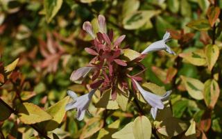 Abelia panaché rouge rose vert crème