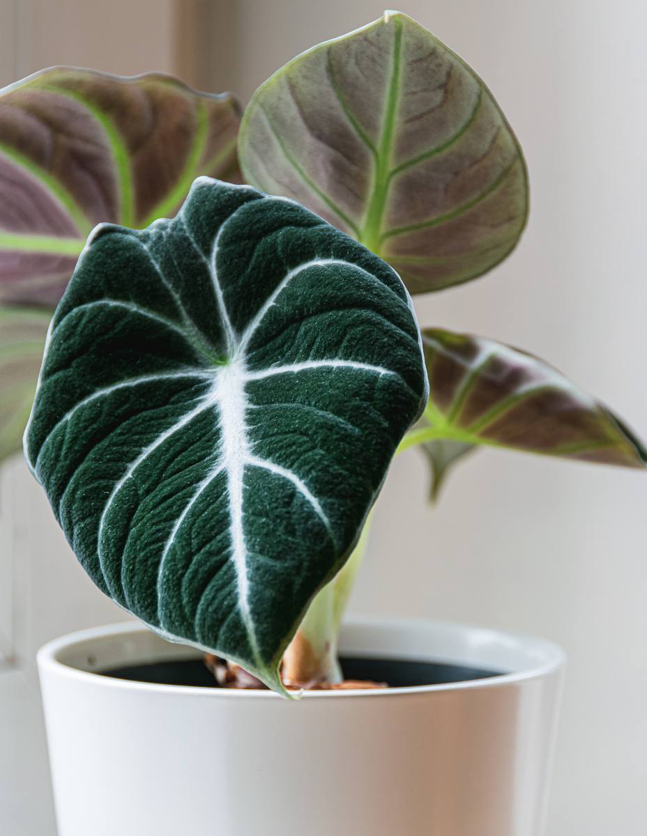 Alocasia