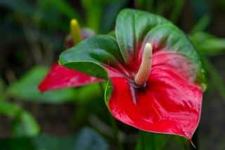 Anthurium scherzerianum hybride