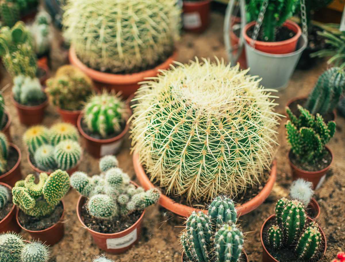 les plantes grasses et les succulentes plantes stars.