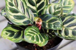 Calathea makoyana