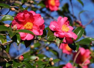 Camellia sasanqua