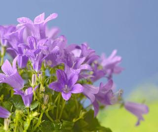 Campanula muralis - campanule des murailles murs