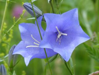 Campanula rotundifolia