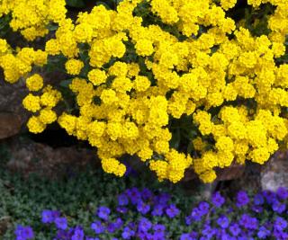 Corbeille d’or - Alyssum saxatile