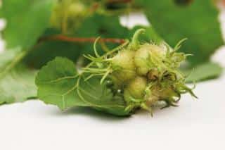 Corylus colurna fruit