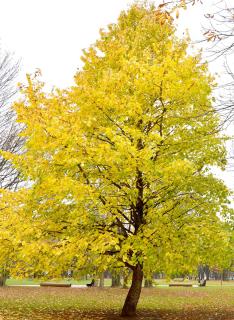 Corylus colurna - noisetier entretien