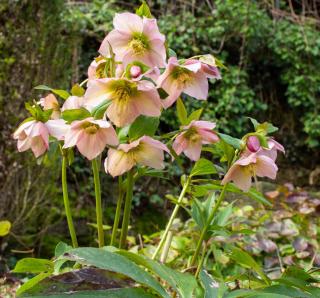 Entretien Hellebore d'Orient - Rose de carême