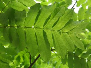 Feuille du Noyer du caucase - Pterocarya fraxinifolia