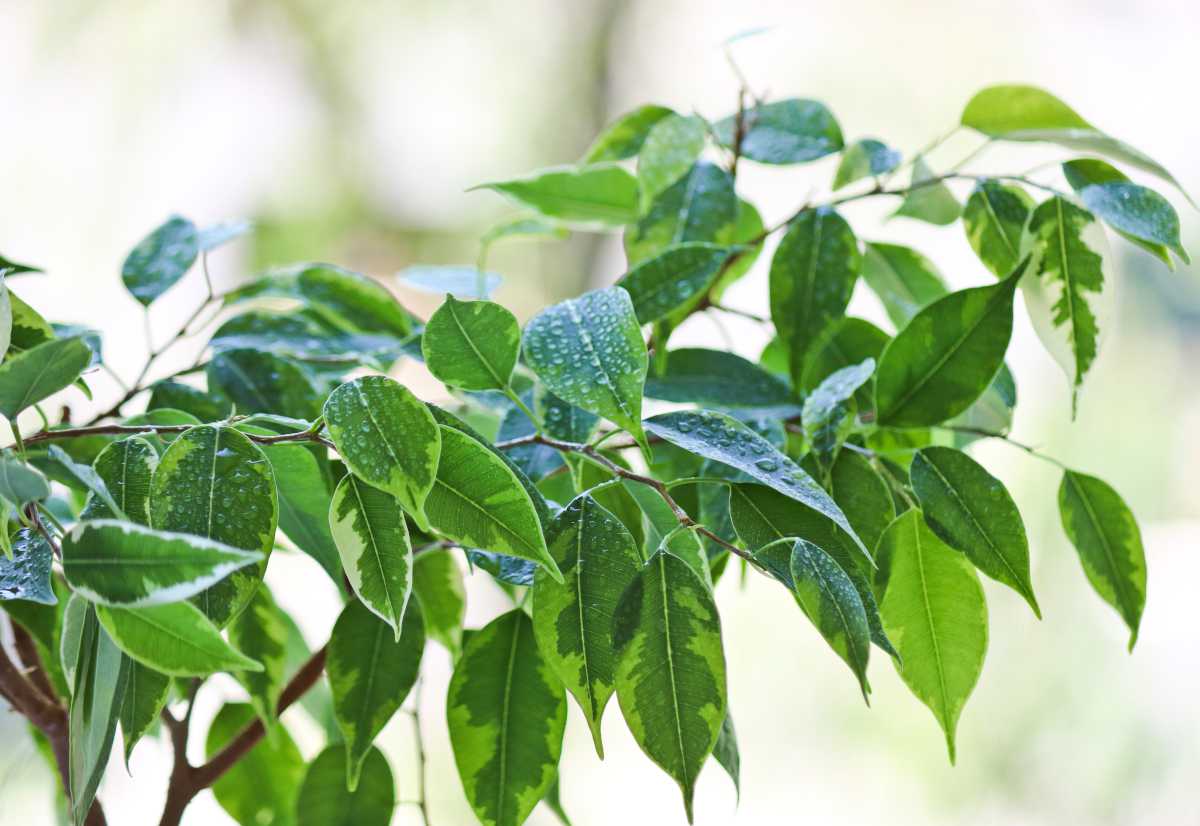 Bonjour Quelqu'un peut il me dire pourquoi mon ficus attrape soudainement  des feuilles blanches et a l'air mal en point ? Merci