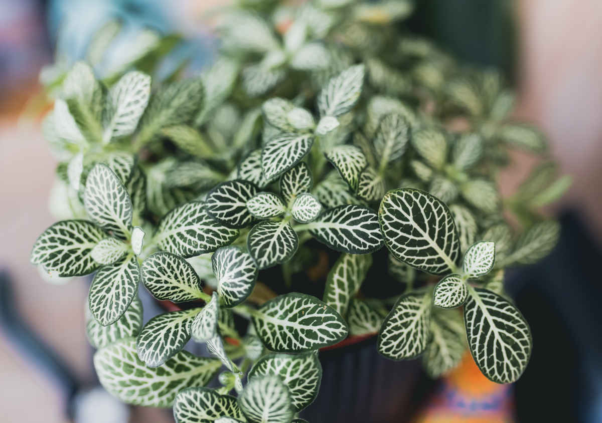 Fittonia