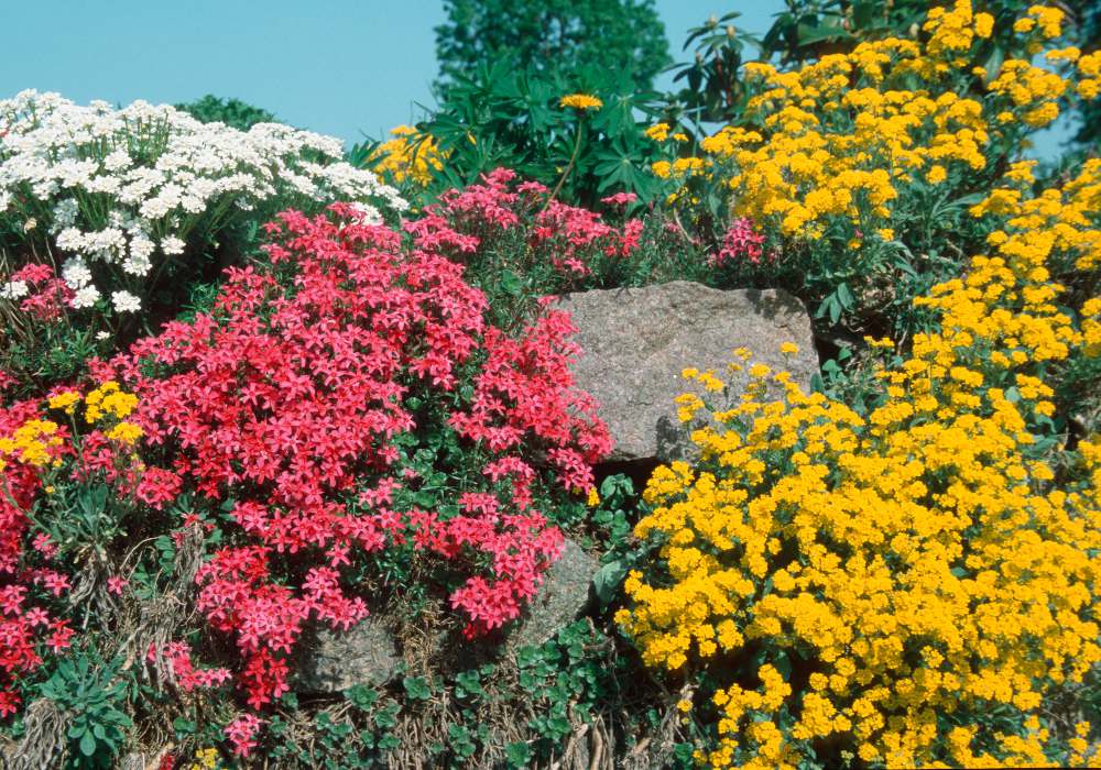 5 plantes fleuries retombantes pour escalier, mur ou muret