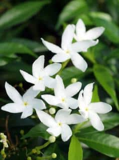 Gardenia jasminoides Plantation 