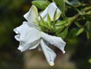 Gardenia jasminoides grandiflora