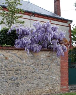 Glycine sur muret